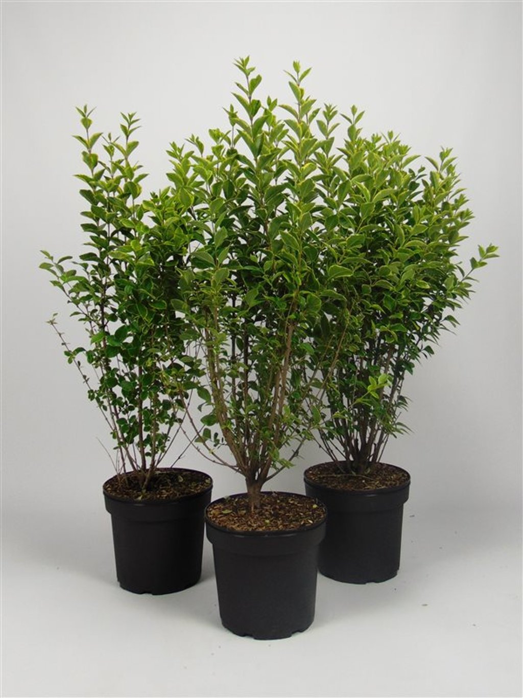 Ligustrum oval. 'Aureum' - C7.5 80-100 CM